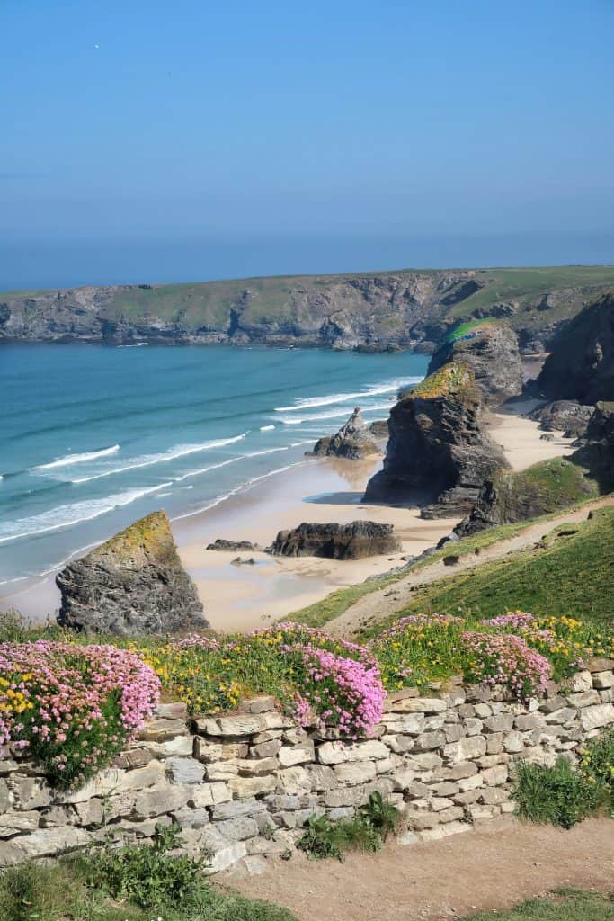 Flowers near beach at Bedruthan Steps, Cornwall